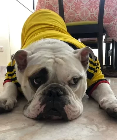 experiencia con el seguro de mascotas 1